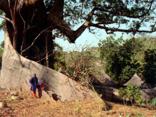 Arbre Centenaire Casamance Cocon De Cabrousse Le Cocon De Cabrousse