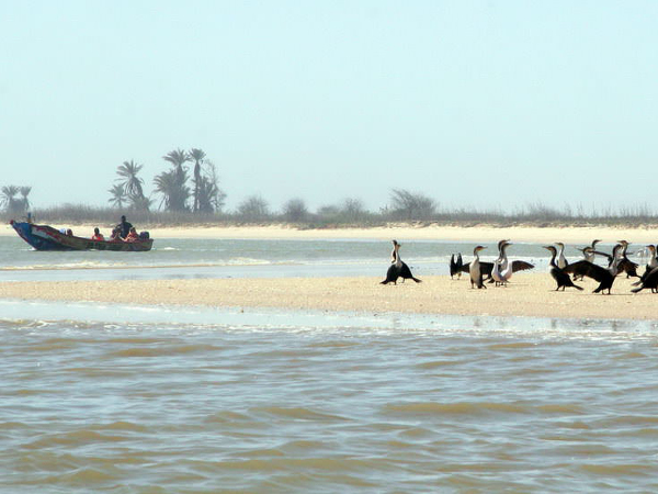 Oiseaux Africains S n gal Casamance Cocon De Cabrousse Le Cocon De 